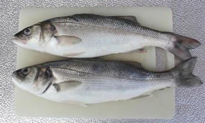 SPIGOLA B 200/300 (dicentrarchus labrax) All.Grecia