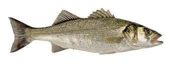 SPIGOLA 6G (dicentrarchus labrax) All.Grecia fao 37