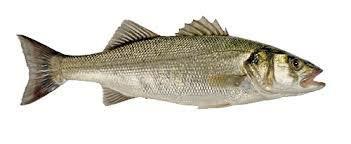 SPIGOLA 6G (dicentrarchus labrax) All.Grecia fao 37