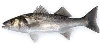 SPIGOLA ITALIA All.ORBETELLO (Dicentrarchus labrax)