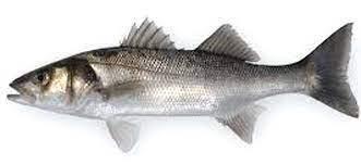 SPIGOLA ITALIA All.ORBETELLO (Dicentrarchus labrax)