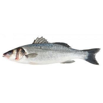SPIGOLA B 200/300 -IMPORT-DICENTR.LABRAXK6