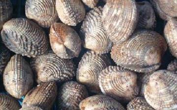 TARTUFO-NOCE-FAO37 PES.DRAGHE A MANO (VENUS VERRUCOSA)