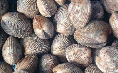 TARTUFO-NOCE-FAO37 PES.DRAGHE A MANO (VENUS VERRUCOSA)