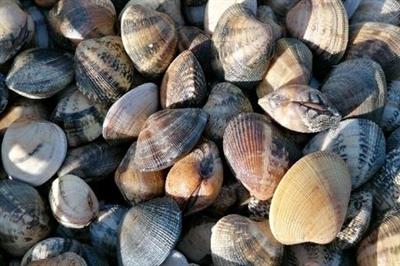 VONGOLE ALL.PORTOGALLO (ruditapes philippin) FAO 37