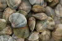 VONGOLE VERACI - ALLEVATO MAROCCO (RUDITAPES DECUSSATUS)
