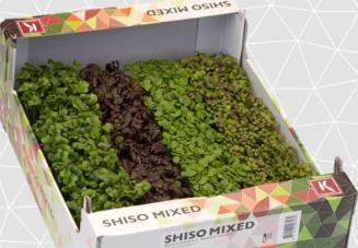 CRESCIONE SHISO MIX X8 (NL 1)