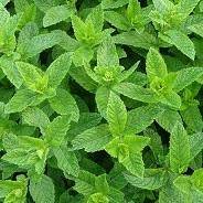 MENTA FOGLIE ITALIANO gr140 MONTOSCO