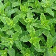 MENTA FOGLIE ITALIANO gr140 MONTOSCO