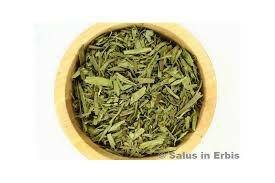 ESTRAGONE DRAGONCELLO FOGLIE SHAPUR GR80
