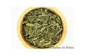 ESTRAGONE DRAGONCELLO FOGLIE SHAPUR GR80