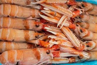 SCAMPI PORCUPINE 20/30 BORDO C.KG3X3