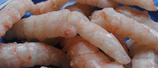 SCAMPI SGUS.16/20 30% K5 IQF