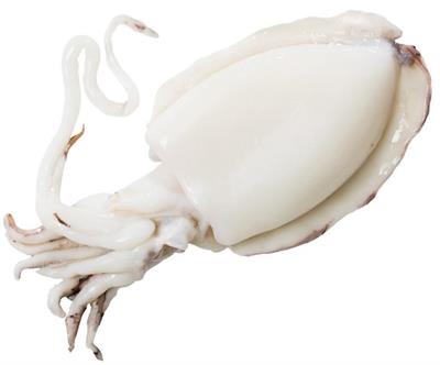 SEPPIE MAROCCO 800/1000 IQF PUL.P.NETTO C. 7KG