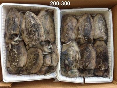 SEPPIE TUNISIA SPOR.200/300(4X3KG) BL.C.