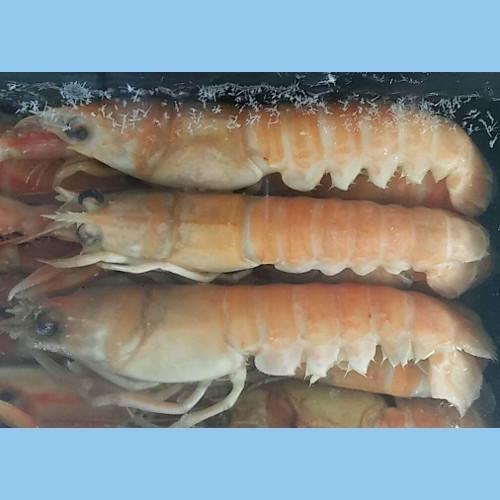 SCAMPI  8/12 SCOZIA ALTAMAR cf800gr.C.
