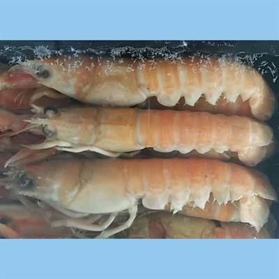 SCAMPI  8/12 SCOZIA ALTAMAR cf800gr.C.