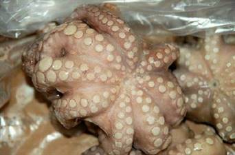 POLPO MAROCCO T6 IQF SALGADO P.NETTO C.