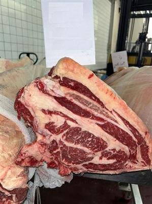 CARRE'VACCA GRASSA GALLOWAY SUPERIOR 30+ (AME)
