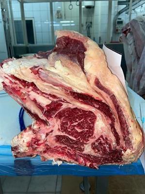CARRE'SASHI SIMMENTHAL MOUNTAIN BEEF 30+ (JN)