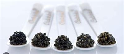 CUCCHIAINO CALVISIUS MADREPERLA