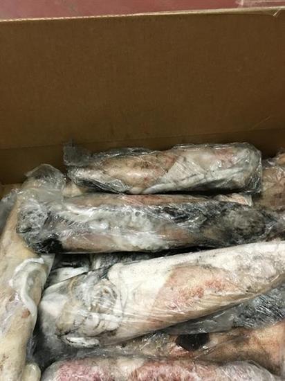 CALAMARO MAROCCO 2P IWP (17-20)(C/L)