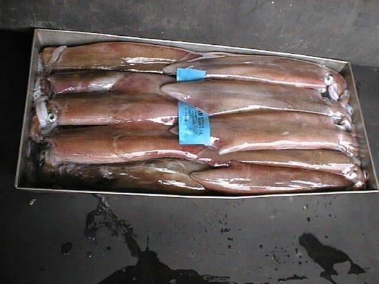 CALAMARO S.AFRICA L BL K11 C. (28cm)loligo reynaudi