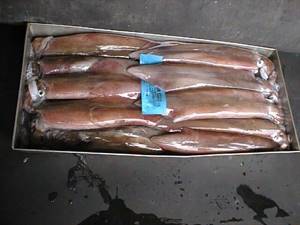 CALAMARO S.AFRICA L BL K11 C. (28cm)loligo reynaudi