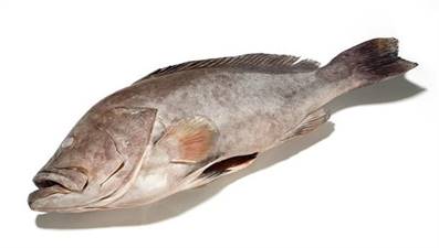 CERNIA INDOP.EVISC.10/12KG CONG.epinephelus malabricus