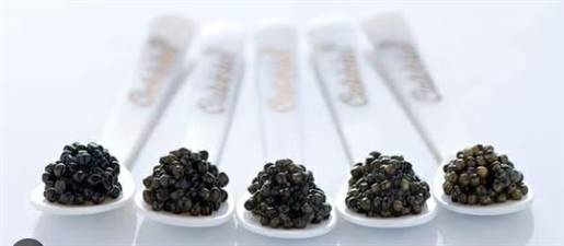CUCCHIAINO CALVISIUS MADREPERLA