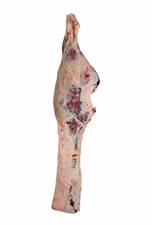 PISTOLA BABY BEEF FEMMINA