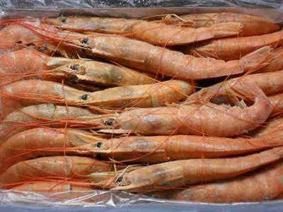 GAMBERI ARGENTINA L1 C/B (NOS) K12 C.