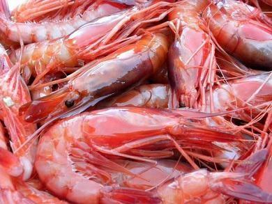 GAMBERI SICILIA IV QUALITY P.NET C. 56+
