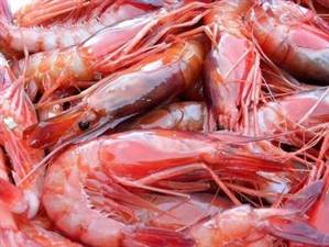 GAMBERI VIOLA SICILIA III P.NET C. 36/55 GIACALONE