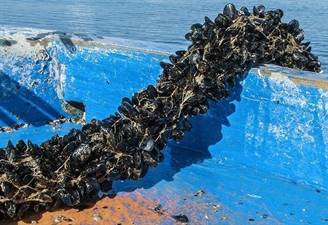 COZZE ALL.ITALIA TRECCIA (Mytilus galloprovincialis) FAO.37