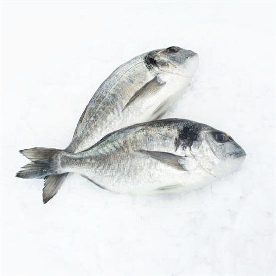 ORATA G 400/600 (sparus aurata) All. Grecia