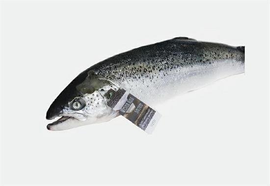 SALMONE 5/6 SALMO SALAR- Fao 27 ALLEVATO NORVEGIA