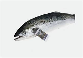 SALMONE 4/5 SALMO SALAR- Fao 27 ALLEVATO NORVEGIA