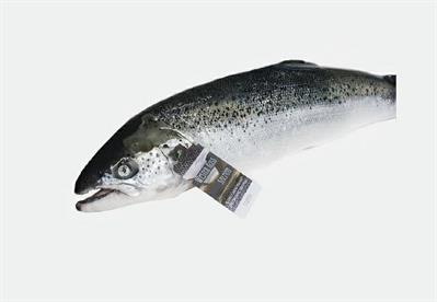 SALMONE 5/6 SALMO SALAR- Fao 27 ALLEVATO NORVEGIA
