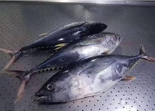 TONNO O TONNO ROSSO INTERO EVIS (THUNNUS THYNNUS) FAO 37.3.1
