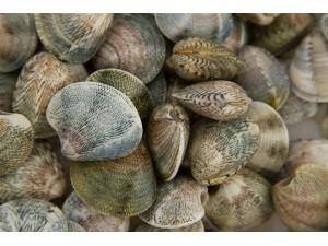 LUPINI JUMBO ITALIA (venus gallina) P.DRAGHE