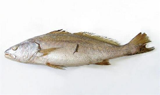 OMBRINA CONG.3-4KG (NOS)