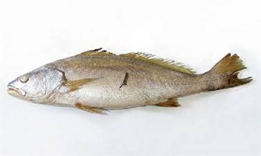 OMBRINA ATLANTICA 3/5 KG EVISCERATA C.T. IQF C.