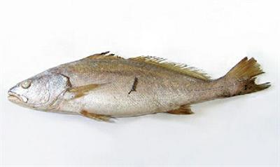 OMBRINA CONG.3-4KG (NOS)