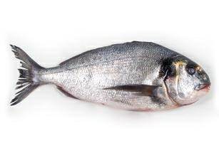 ORATA 300/400 IQF(NOS) CONG.