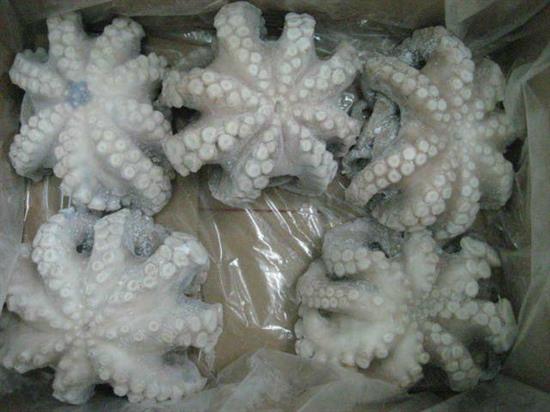 POLPO MAROCCO T6 IQF (MA*) P.NETTO C. 12KG