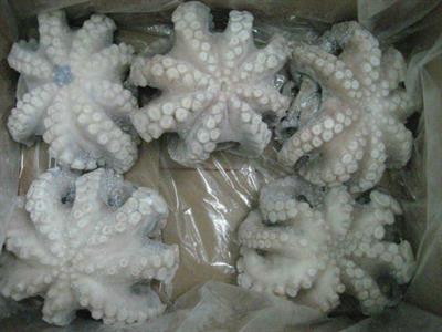 POLPO MAROCCO T6 IQF (MA*) P.NETTO C. 12KG