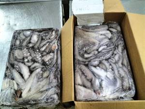 POLPO MAROCCO T6 (S) SPORCO IWP C.COSTA