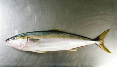 RICCIOLA C/T 4/8 KG CONG.CT=18KG