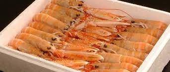 SCAMPI POLY 16/20 (2) NEPHR.NORV.1,5KG 10%-C.